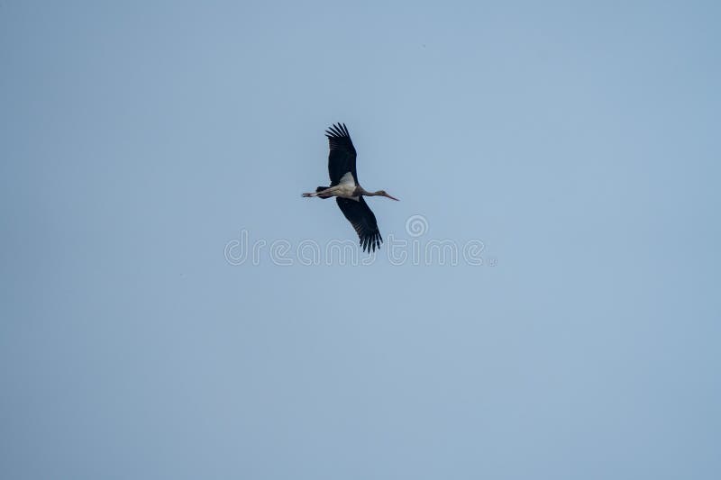A low angle shot of a black stork bird flying in a blue sky