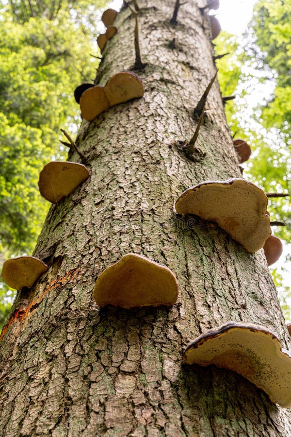 Low-angle shot of a cluster of mushrooms growing on a tree trunk royalty free stock photography