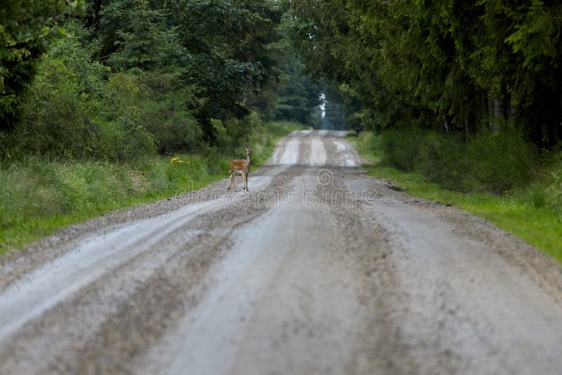 Low angle shot of a cute little deer walking on a trail in the forest stock photo