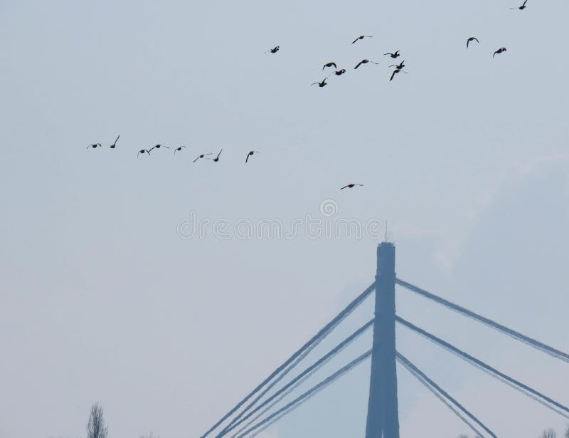 Low angle shot of a flock of birds flying in the sky above a bridge construction royalty free illustration Low angle shot of a flock of birds flying in the sky above a bridge construction royalty free illustration