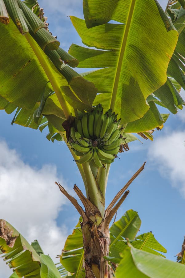 Low angle shot of a green raw banana shrub on a tree