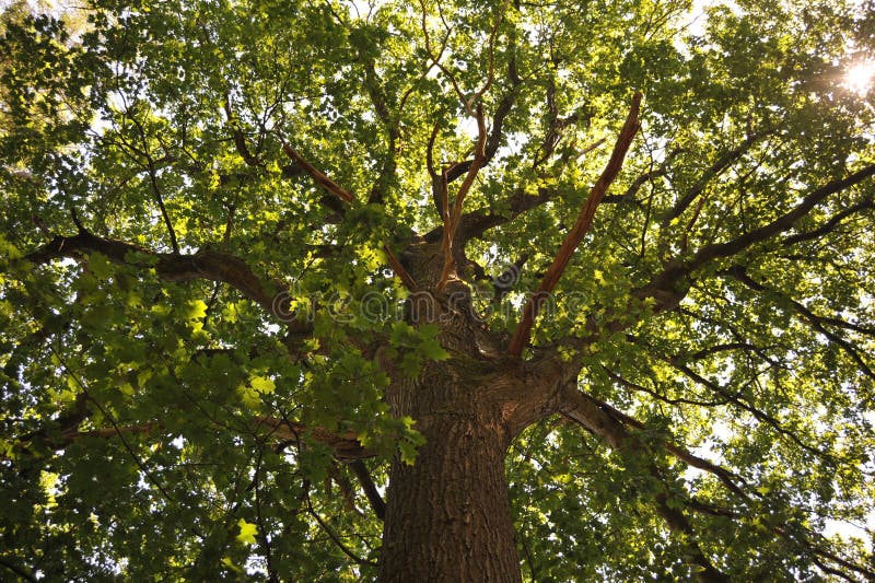 Low angle shot of a green tall tree with the sun rays penetrating through its branches stock images