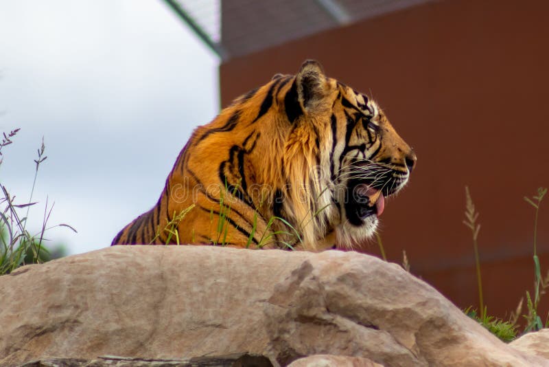 Low angle shot of a growling tiger on a rock stock photos