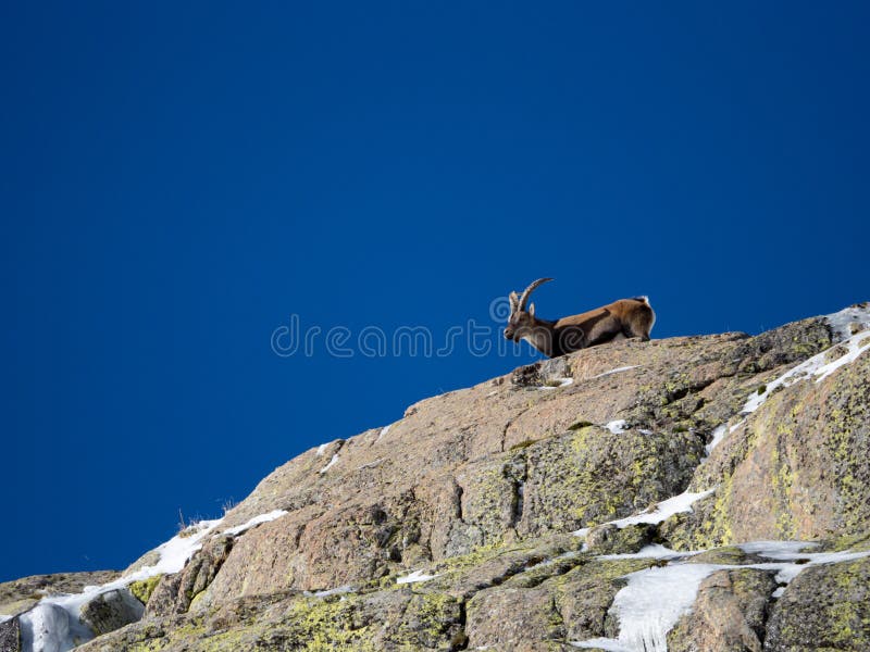 Low angle shot of a horned goat looking out over a rocky mountain stock photos