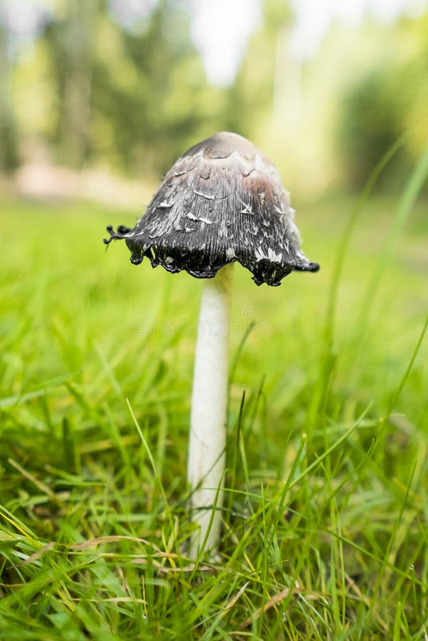 Shaggy Ink Cap mushroom stock image. Image of comatus - 76518879