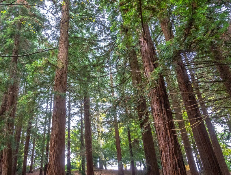 Low angle shot of tall thin pine trees in a Weston Park, UK royalty free stock image