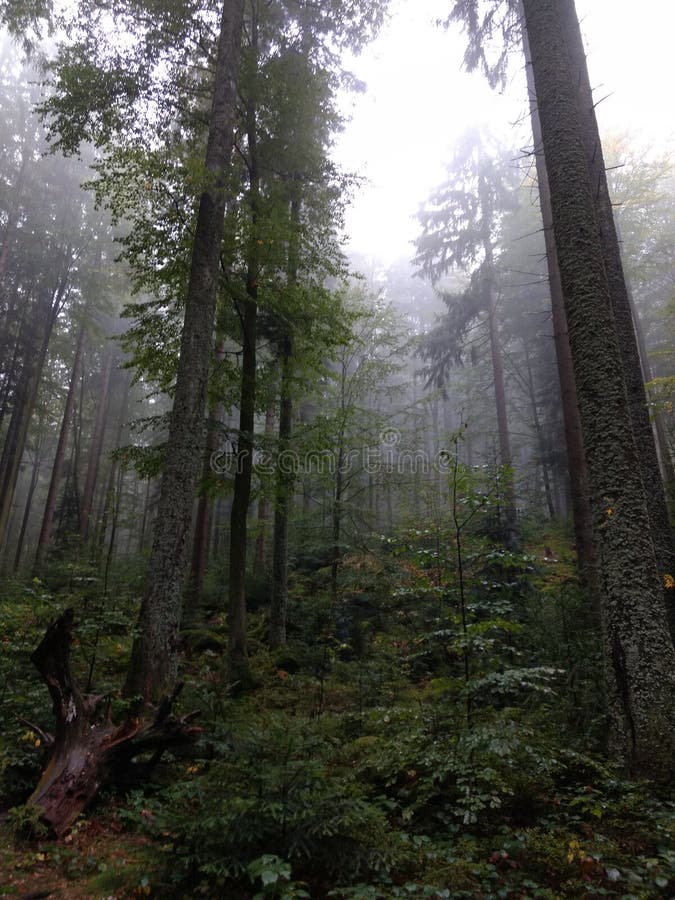 Low angle shot of trees in the foggy woods royalty free stock image