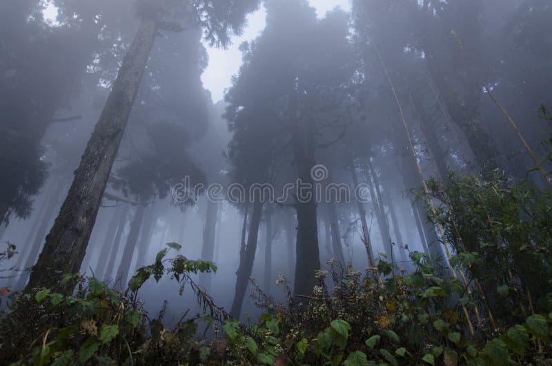 Low angle shot of Woodlands with tall trees in winter