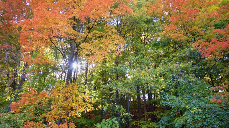 Low-angle view of the autumn colour forest