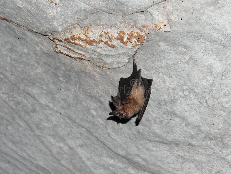 Lowangle View of a Bat Hanging Upside Down from a Ceiling Inside a