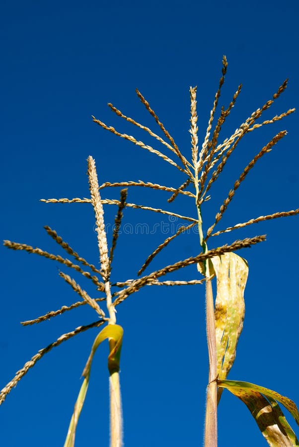 Lowangle View of the Corn Plants Stock Image Image of nature, rural