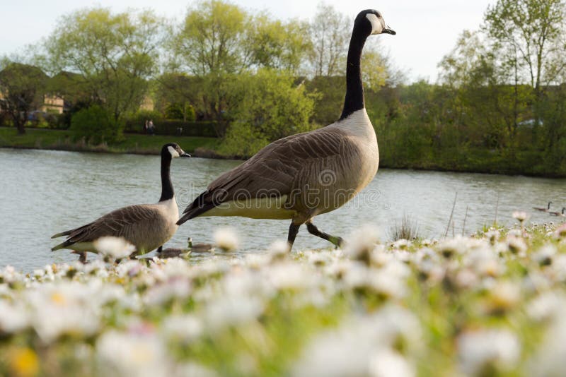 Low angle view on couple of wild gooses birds walking at lake in