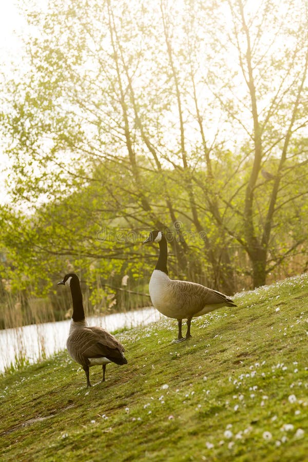 Low angle view on couple of wild gooses birds walking at lake in