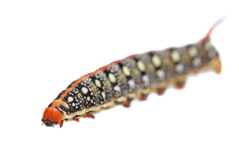 download hornworm larvae download hornworm larvae