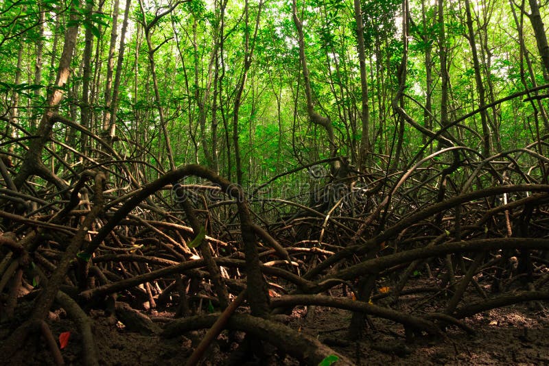 Tall Mangrove Trees In Mangrove Forest As Seen In Lekki Conservation