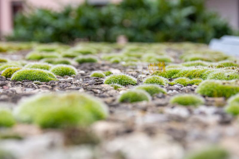 Low Angle View Over a Carpet of Green Moss Stock Photo Image of