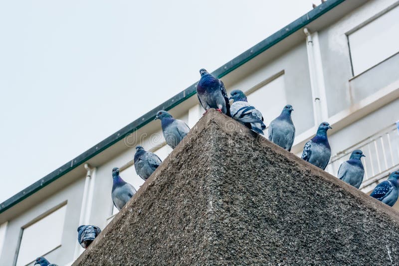 Low Angle View of Pigeons Perching on Roof Stock Image Image of eyes