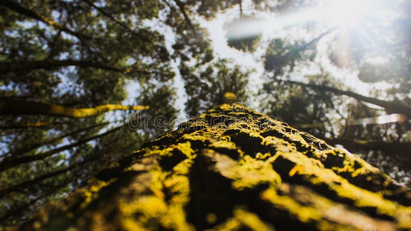 Low Angle View Of Pine Trees natural background concept royalty free stock photos