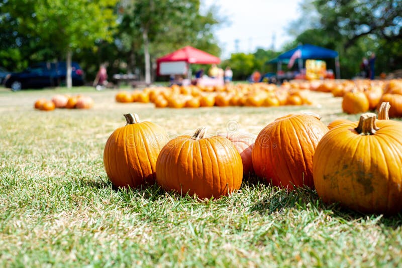 Low angle view pumpkin patch with bokeh background lush green trees at Church event near Dallas, Texas, USA, traditional holiday stock photography