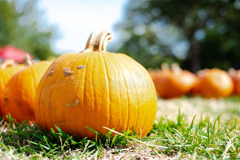 Low angle view pumpkin patch with bokeh background lush green trees at Church event near Dallas, Texas, USA, traditional holiday stock images