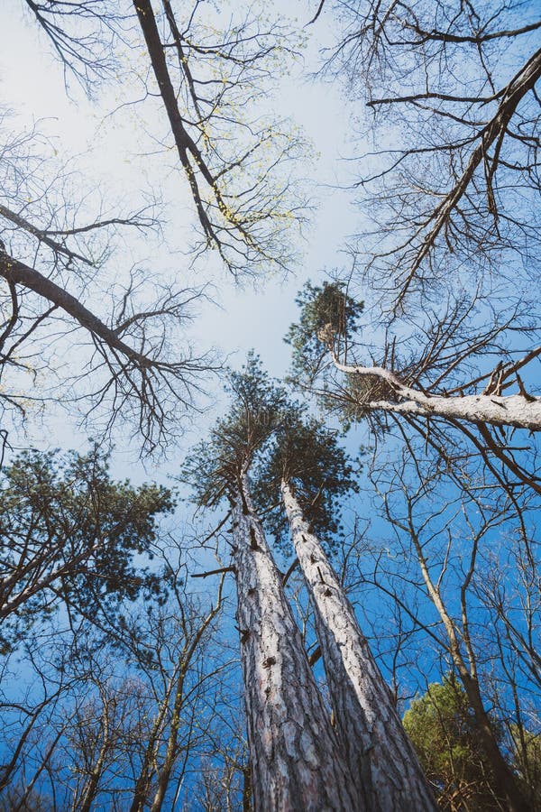 Low angle view of trees and pines in French Vosges royalty free stock photo Low angle view of trees and pines in French Vosges royalty free stock photo
