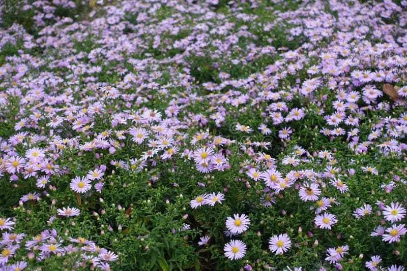 Low Growing Bushes of Flowering Pink Michaelmas Daisies Stock Image