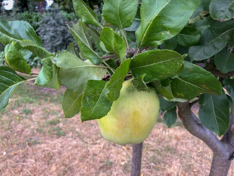 875 Tree Low Hanging Fruit Stock Photos Free & RoyaltyFree Stock