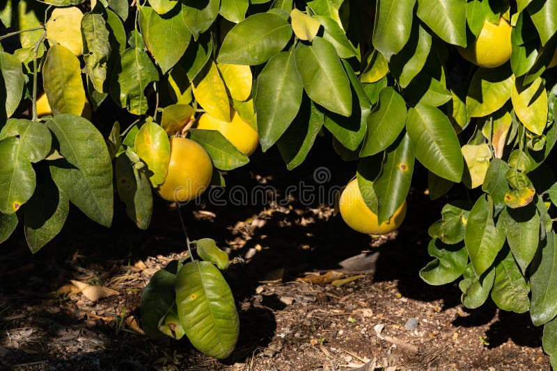 794 Tree Low Hanging Fruit Stock Photos Free & RoyaltyFree Stock