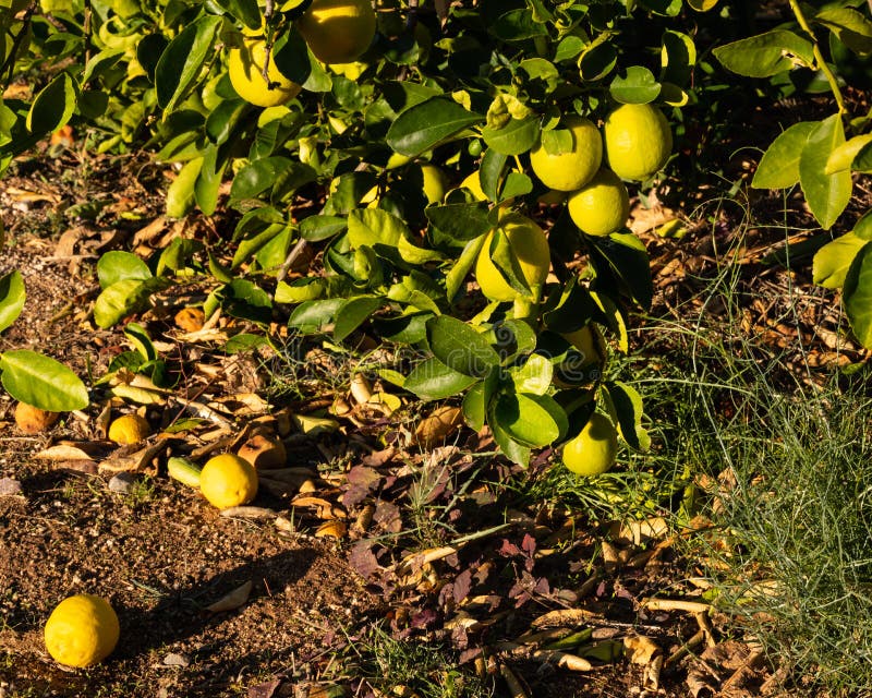 875 Tree Low Hanging Fruit Stock Photos Free & RoyaltyFree Stock