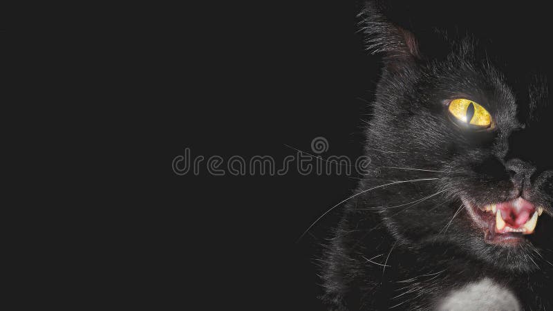 black cat, angry, demon cat - Stock Image - Everypixel