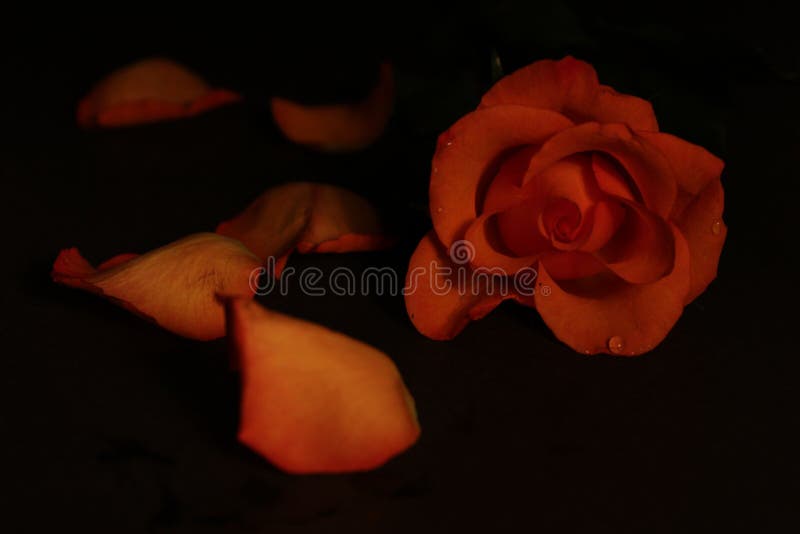 Low key lighting with an orange rose and applying rule of thirds