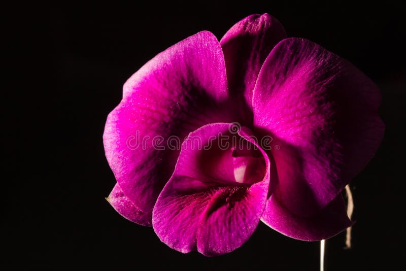 Low key photo of Vanda orchid, violet orchid, macro orchid, closeup orchids, orchid with pollens royalty free stock images Low key photo of Vanda orchid, violet orchid, macro orchid, closeup orchids, orchid with pollens royalty free stock images