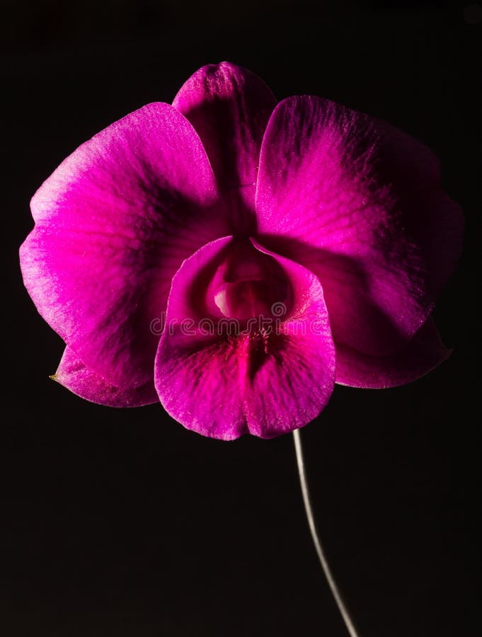 Low key photo of Vanda orchid, violet orchid, macro orchid, closeup orchids, orchid with pollens royalty free stock image Low key photo of Vanda orchid, violet orchid, macro orchid, closeup orchids, orchid with pollens royalty free stock image