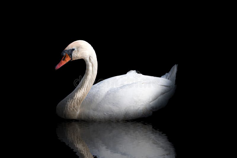 Zoom ind halvkugle Ny ankomst Low Key White Swan with Reflection in the Water on Black Stock Photo -  Image of graceful, black: 181776090