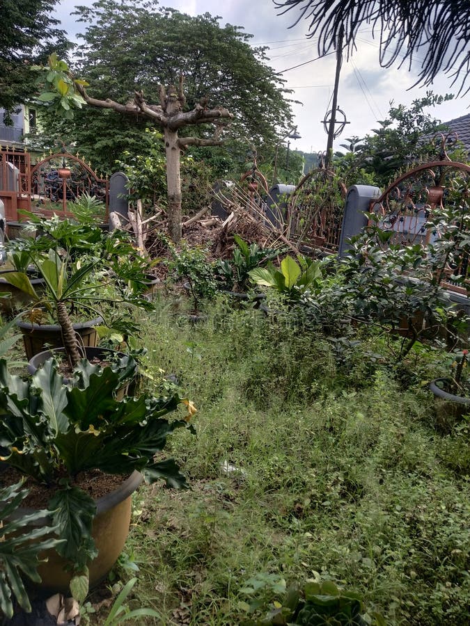 Low maintenance garden stock photo. Image of garden 264235236