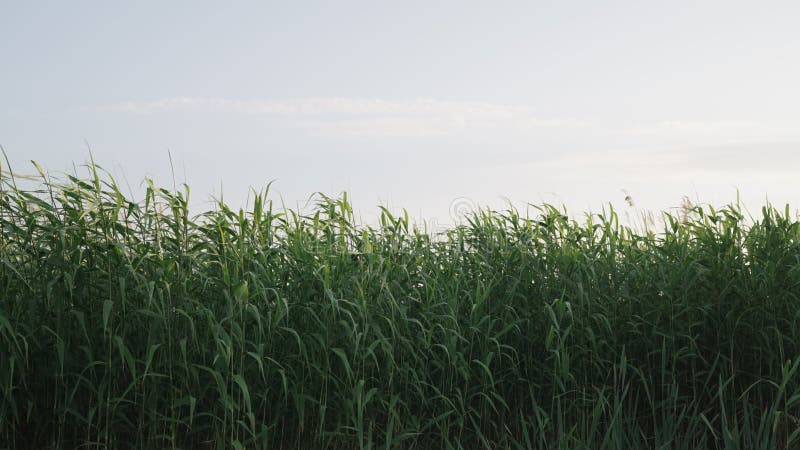 Low motion handheld shot of reed swaying on the wind in sunset light stock video footage
