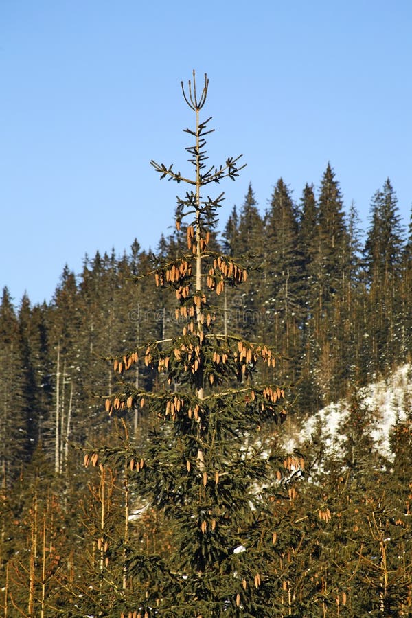 Low Tatras in Jasna. Slovakia