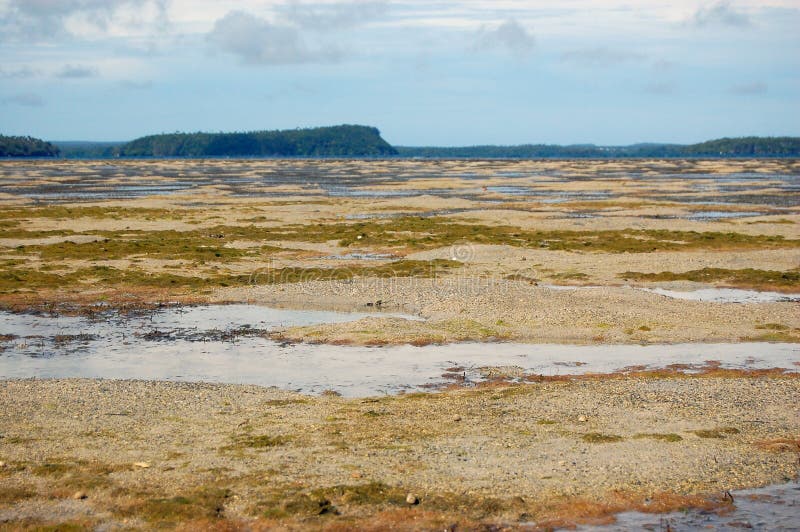 Low Tide Ocean Coast at South Pacific Stock Image Image of tide