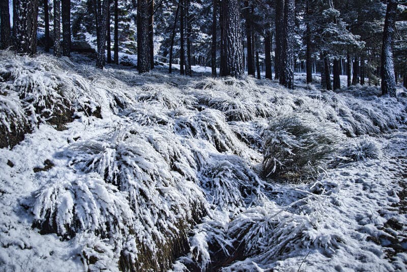 Low Vegetation Above the Snow in Gredos during the Winter Stock Photo
