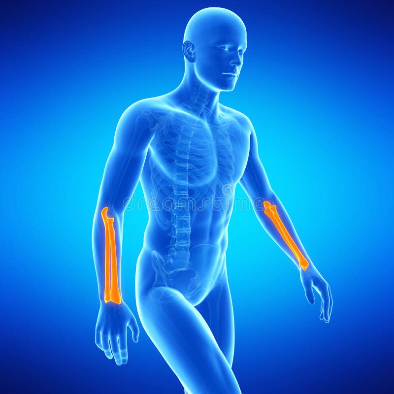 The lower arm bones stock illustration