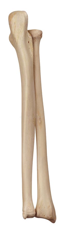 The lower arm bones royalty free illustration