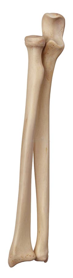 The lower arm bones royalty free illustration