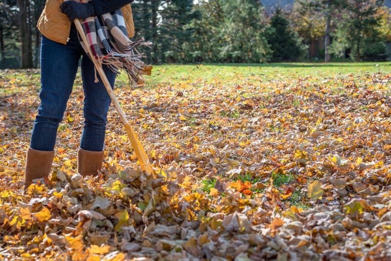 Person Raking Dry Leaves Outdoors On Autumn Day Stock Photo - Image of ...