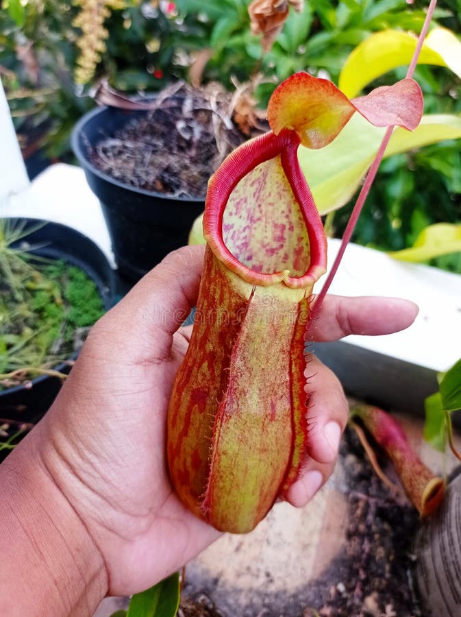 Lower Pitcher of Nepethes kampotiana Carnivorous Plant