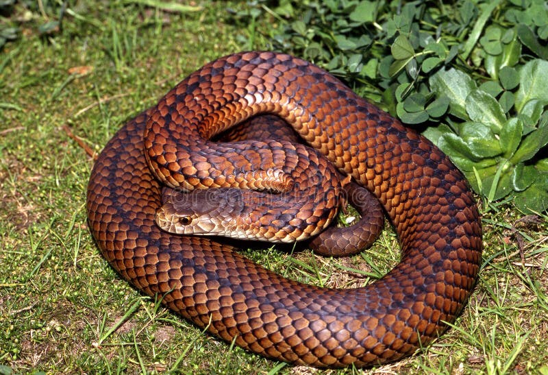 Lowlands Copperhead