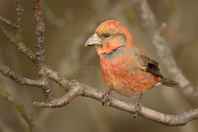 Loxia curvirostra - Red Crossbill male