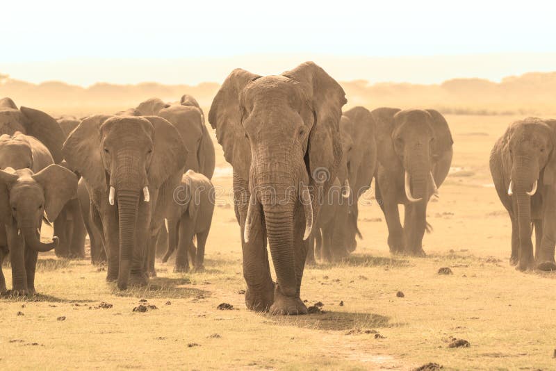 Loxodonta africana, African bush elephant.