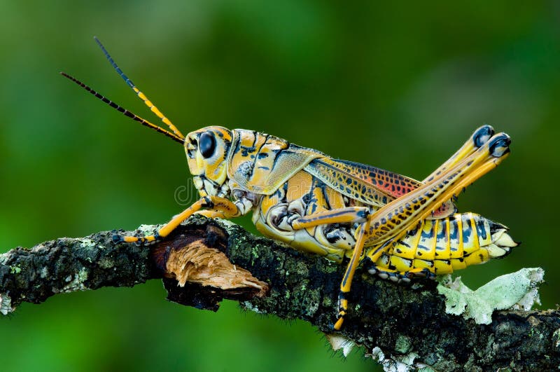 A lubber grasshopper