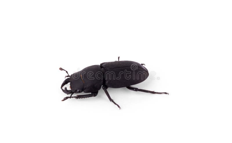Lucanus cervus stag beetle  on white