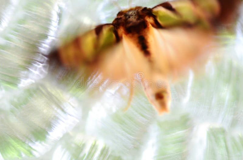 An unsual close up photograph of a moth sitting on a vintage retro stained glass window with lots of light coming in which gives a unique effect to the image. The shot was taken purposely with a very soft focus to give an blurry abstract look to it. An unsual close up photograph of a moth sitting on a vintage retro stained glass window with lots of light coming in which gives a unique effect to the image. The shot was taken purposely with a very soft focus to give an blurry abstract look to it.